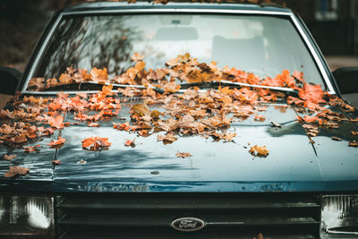 Close-up of autumn leaves on car windshield