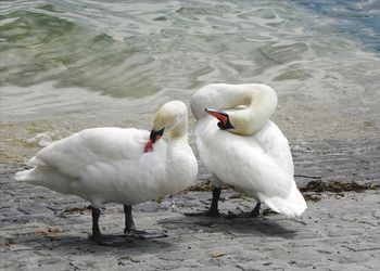 Swans on the lake