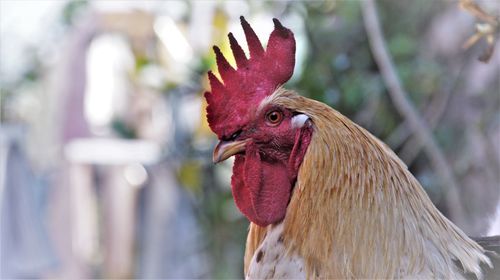 Close-up of rooster