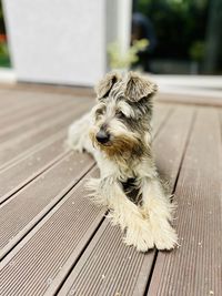 Dog sitting on wooden floor