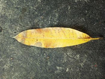 High angle view of yellow leaf