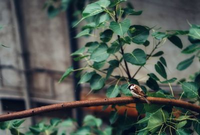 Close-up of bird perching on branch