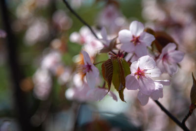 Close-up of cherry blossoms