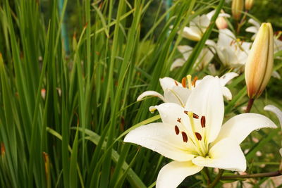 Close-up of white flowers