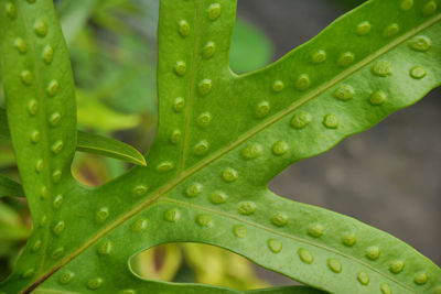 Close-up of raindrops on leaf