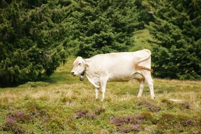 Horse on field