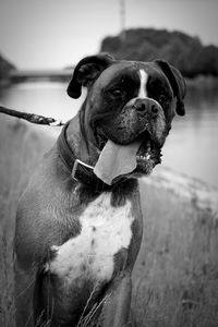 Close-up of a dog looking away