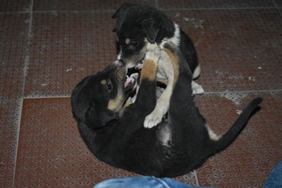 High angle view of a dog