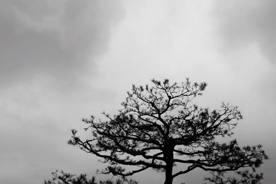 Low angle view of bare tree against sky