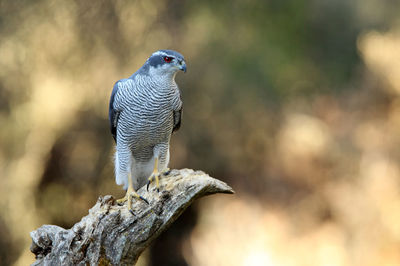 Close-up of bird perching on wood