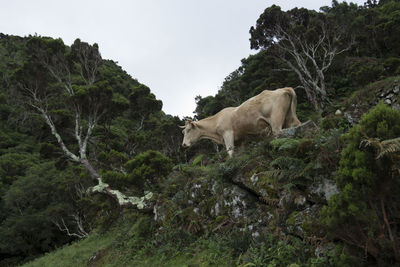 Cow on trees against sky