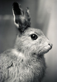 Close-up of rabbit