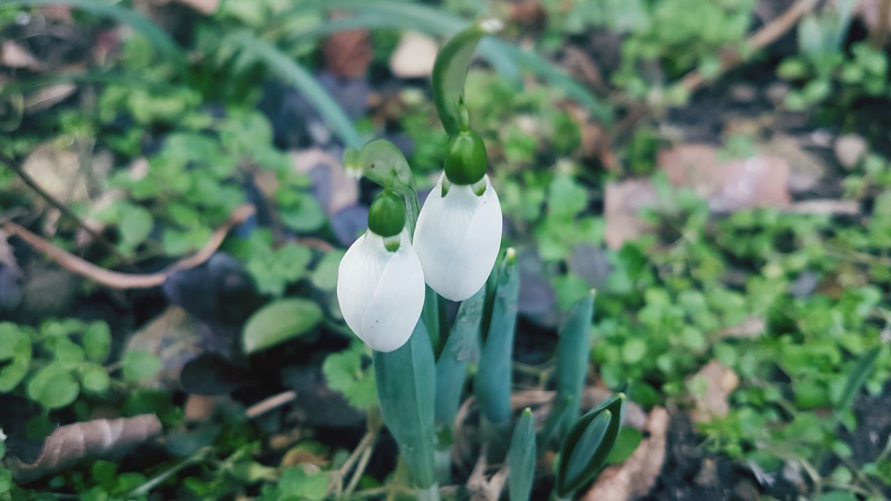 CLOSE-UP OF WHITE FLOWERING PLANT AGAINST BLURRED BACKGROUND