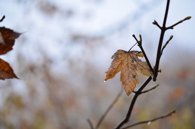 Close-up of dry leaf on twig