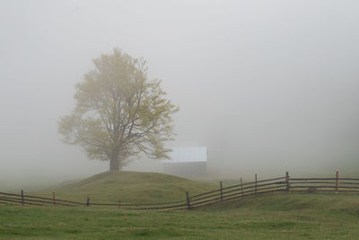 Spring mountain view of the foggy forest, in bucovina