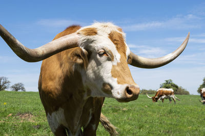 Cows on field against sky