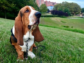 View of dog in park