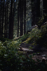 forest
