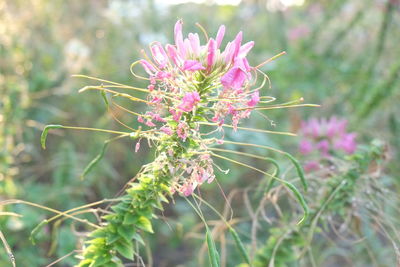 Close-up of pink flowering plant