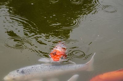 High angle view of koi carps swimming in lake