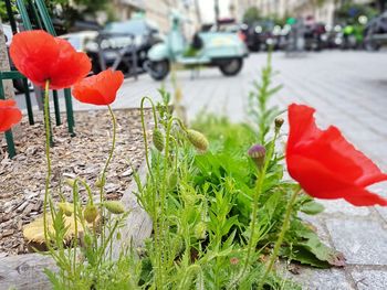 Close-up of red poppy flowers