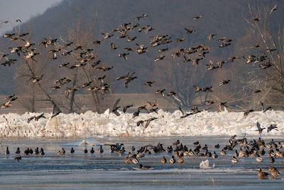 Flock of birds on beach