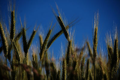 Close-up of wheat growing on field