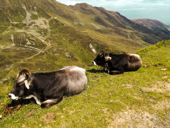 Cows on mountain against sky