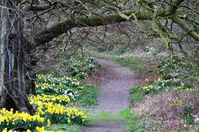 Scenic view of flowering plants and trees in forest