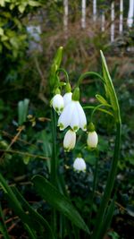 Close-up of white flowers blooming outdoors