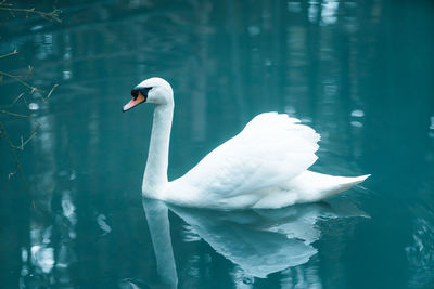 Swan swimming in lake