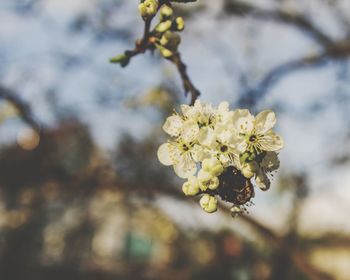 Close-up of white cherry blossom on tree