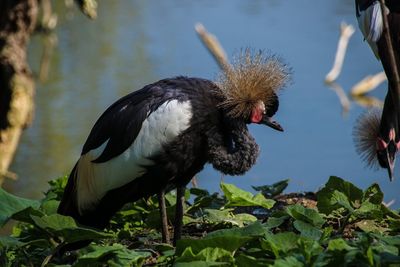 Close-up of a duck