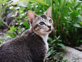 Close-up of cat