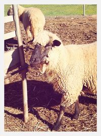 Close-up of goat