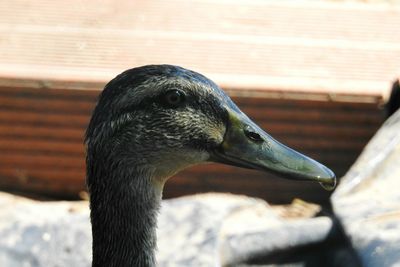 Close-up of a bird