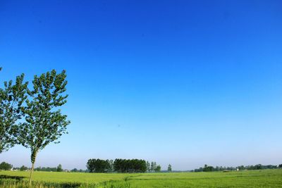 Scenic view of grassy field against blue sky