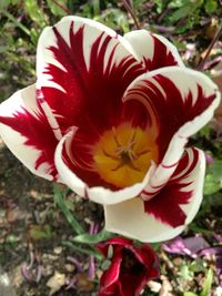 Close-up of red flowers