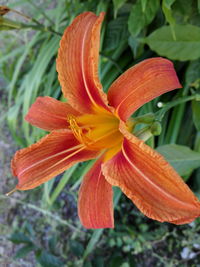 Close-up of orange day lily blooming outdoors