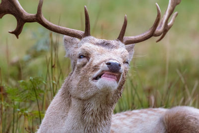 A fallow demonstrating the flehmen response during the rutting season.