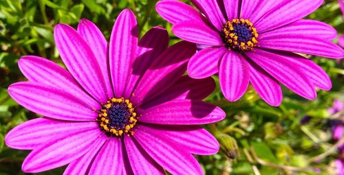 Close-up of pink flower