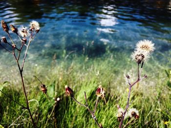 Close-up of flowers growing in water