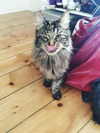 High angle view of cat on hardwood floor