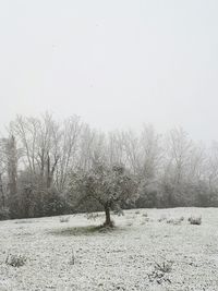 Bare trees on field against clear sky during winter