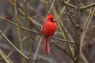 Northern cardinal perching on plant