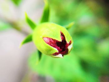 Close-up of flower bud