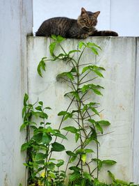 Faithful cat waiting for the master's house
