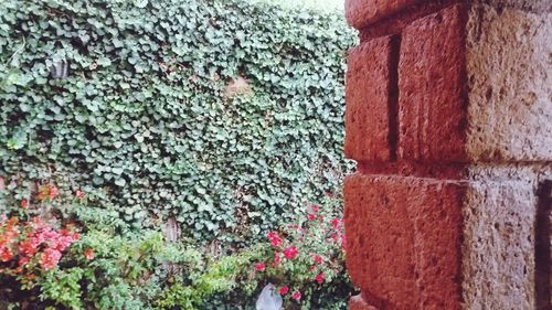 Plant growing on wall