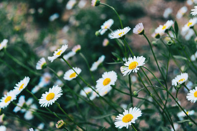 Close-up of white daisy flowers