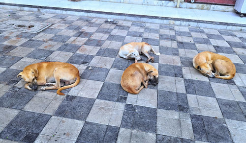 High angle view of dog sleeping on tiled floor